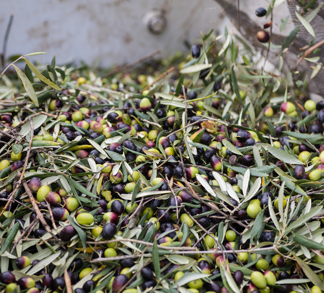 olivenernte